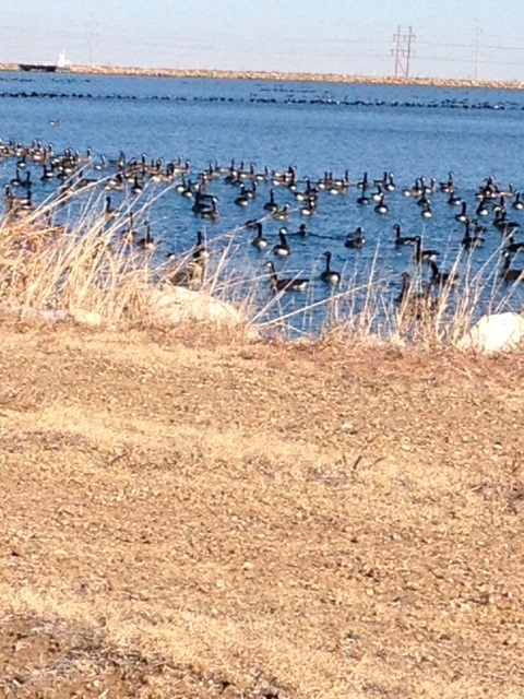 Geese at Amarillo Regulating Reservoir